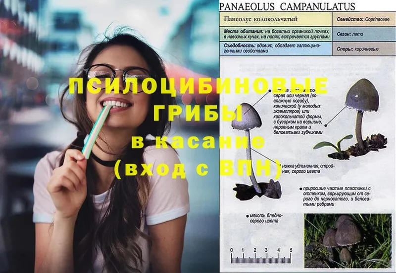 Псилоцибиновые грибы GOLDEN TEACHER  Туймазы 